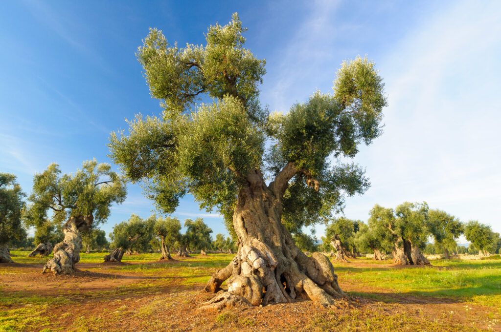 Millennium-old olive tree in Puglia