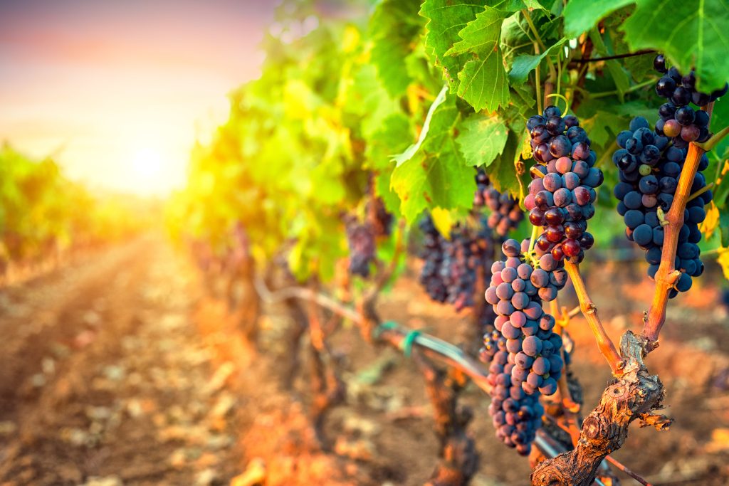All you need to know about Italian Wines