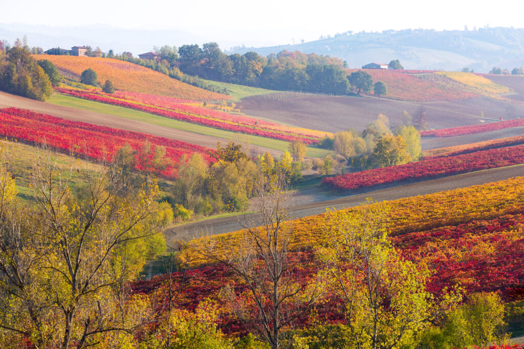 Lambrusco Vineyards in Castelvetro di Modena