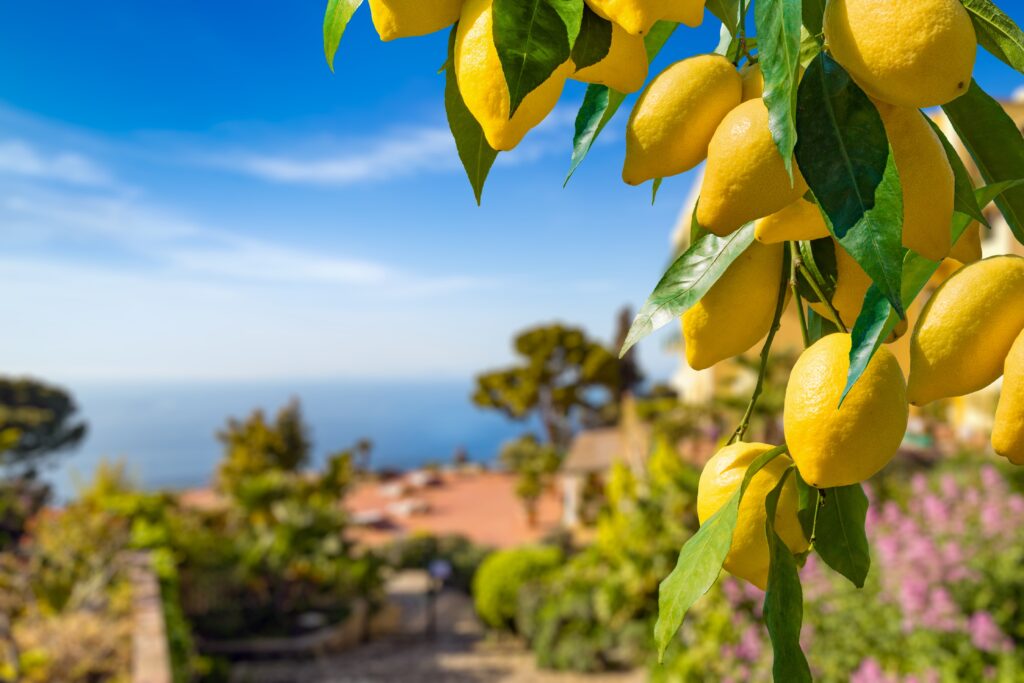 Lemon garden in Capri island in Italy eady for harvest. Bunches of fresh yellow ripe lemons with green leaves
