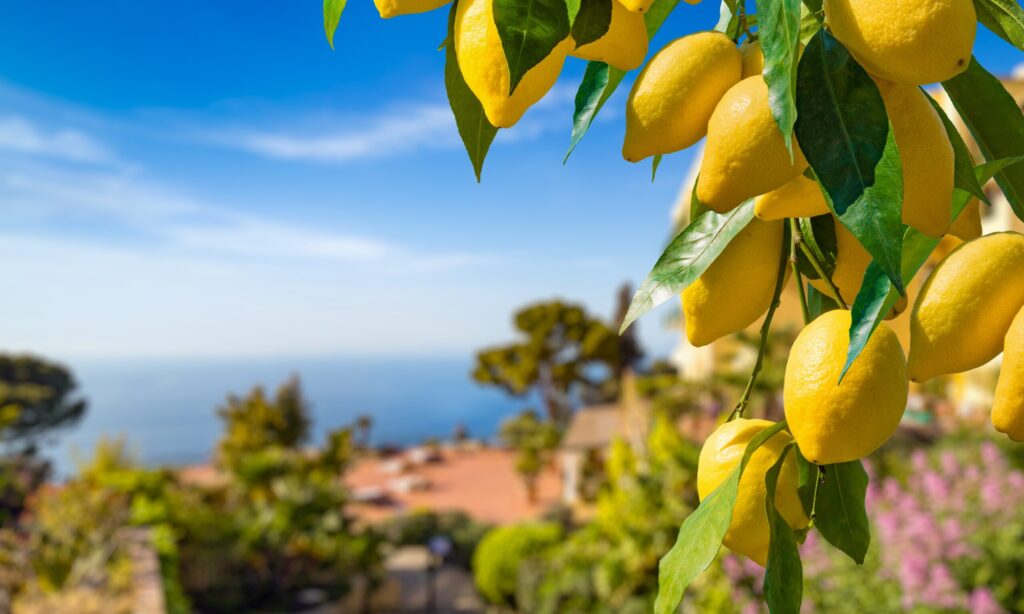 Lemon garden in Capri island in Italy eady for harvest. Bunches of fresh yellow ripe lemons with green leaves
