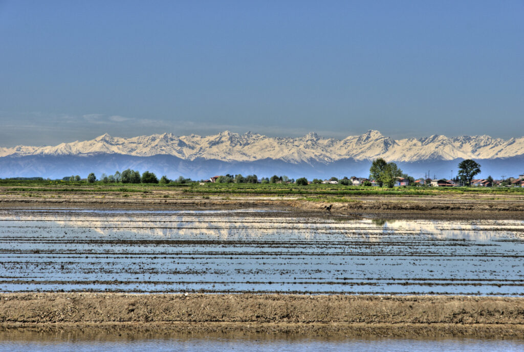 Rice Fields in Vercelli in Piemonte